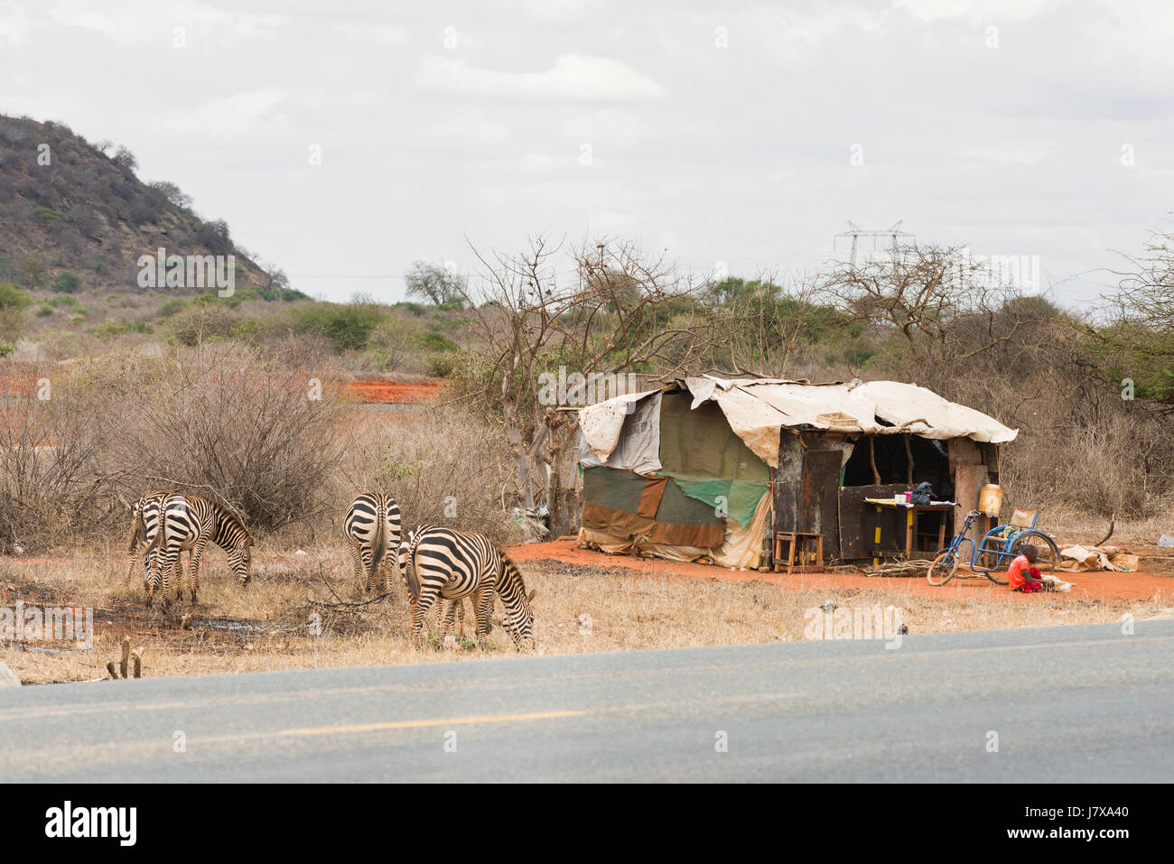 Plains Zebras (Equus quagga) Grazing By The Side Of Mombasa Road, Kenya Stock Photo