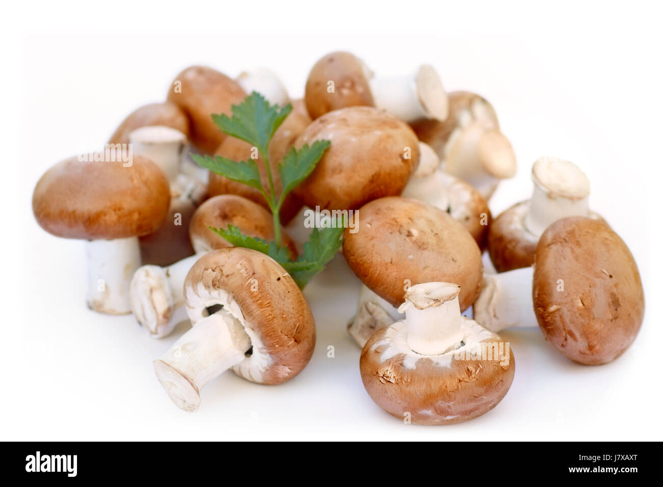 brown champignons with parsley Stock Photo