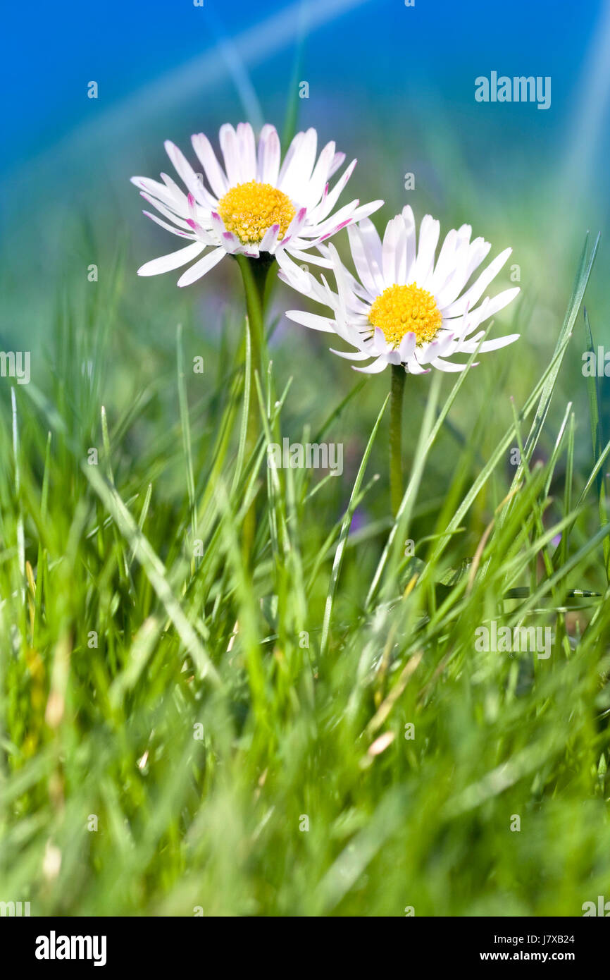 flower plant green sunbeams summer summerly daisy firmament sky meadow