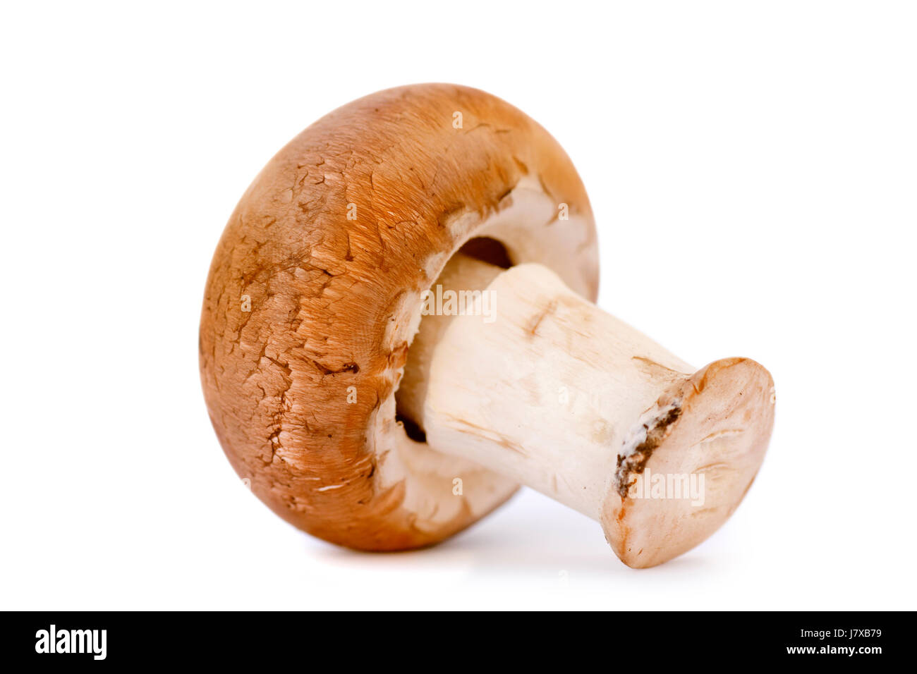 brown brownish brunette freshness mushroom fungus apart extra insulated single Stock Photo