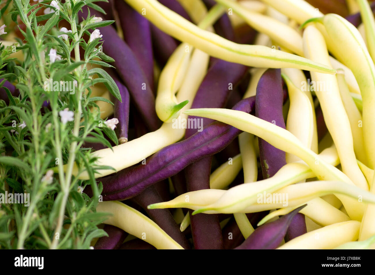 Leguminous plants hires stock photography and images Alamy