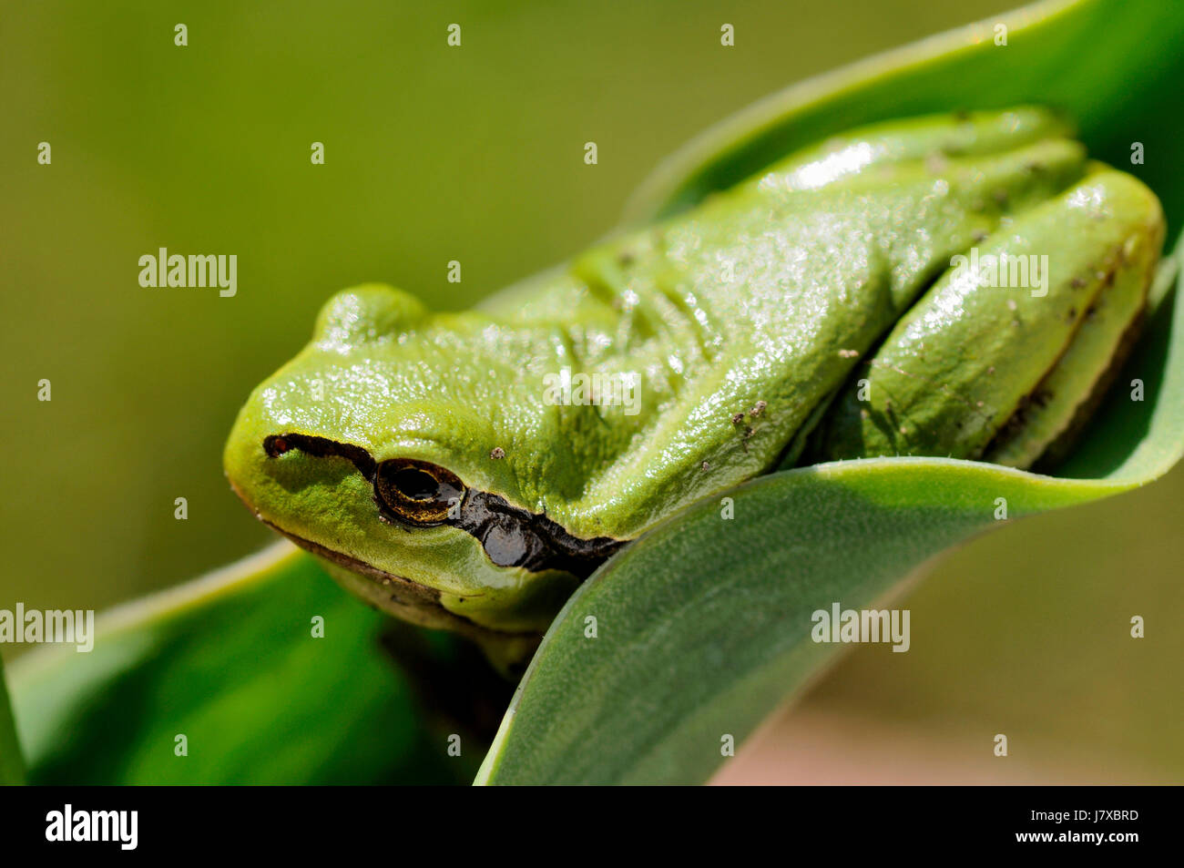 garden green animals amphibians frog animal world greenback tree frog ...