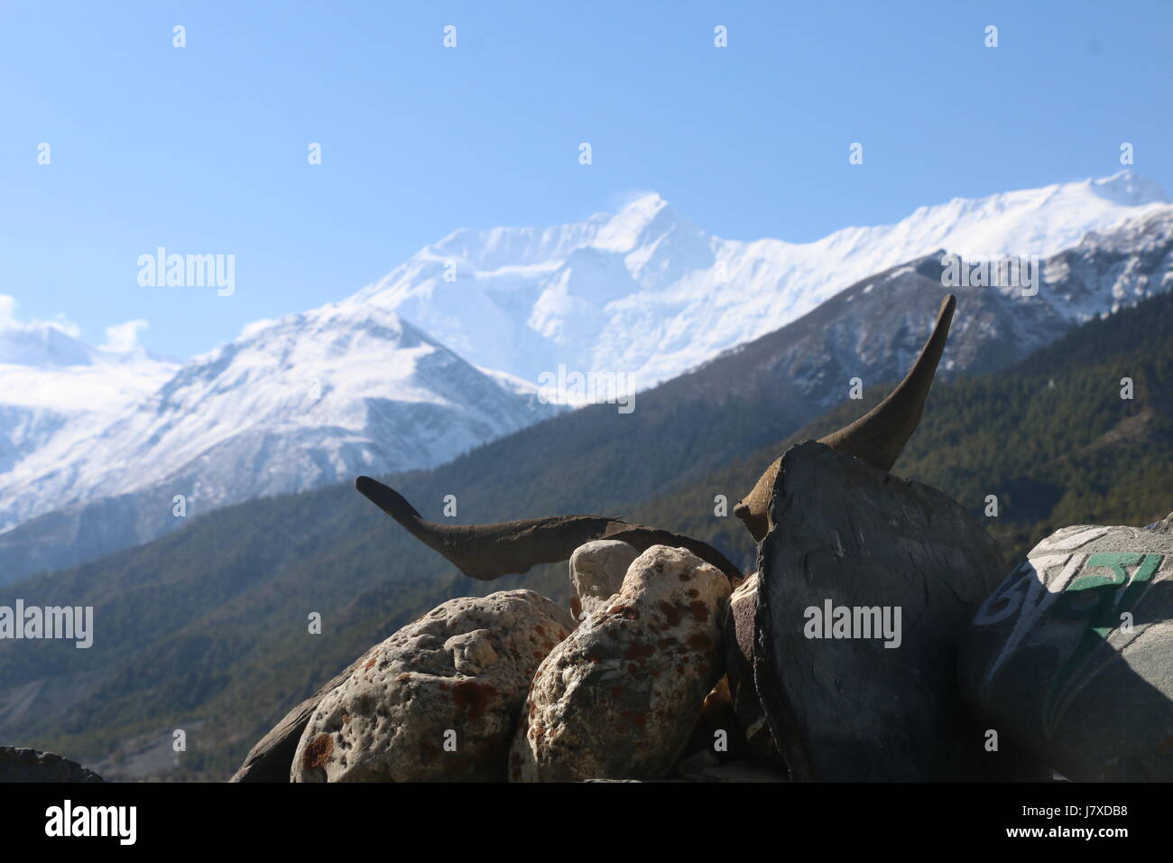 yakyak horn yakyak horn