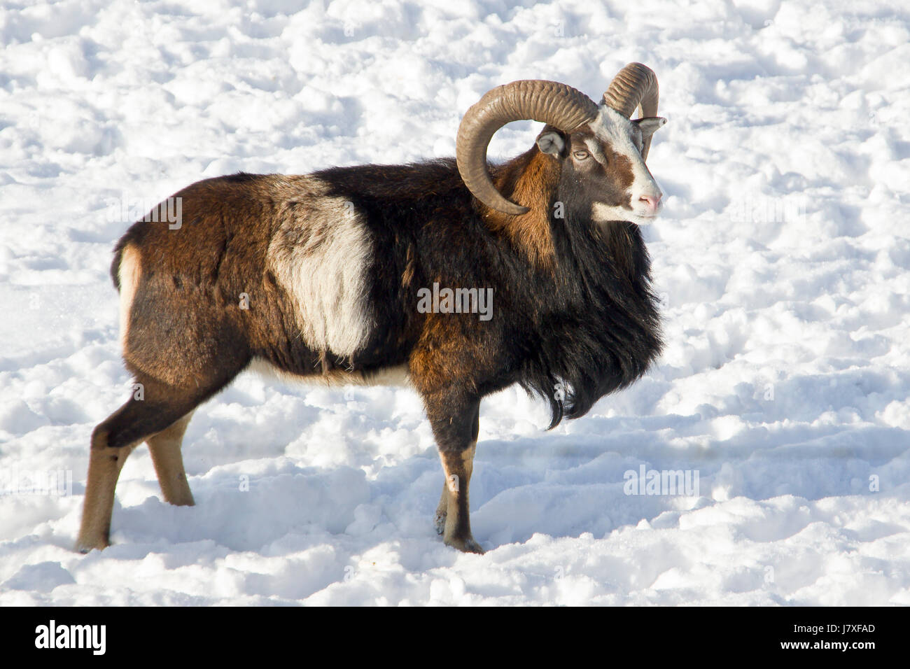 mouflon in winter Stock Photo
