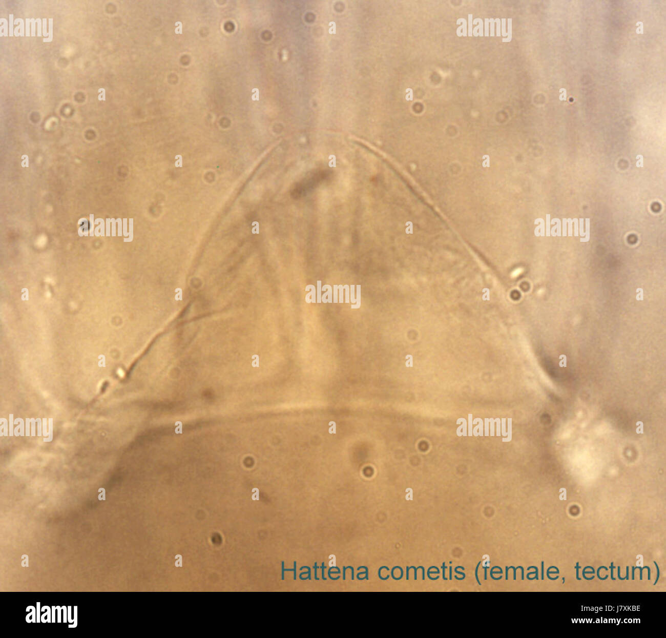 10 Hattena cometis female1 tectum Australia ex Castanospermum australe Stock Photo