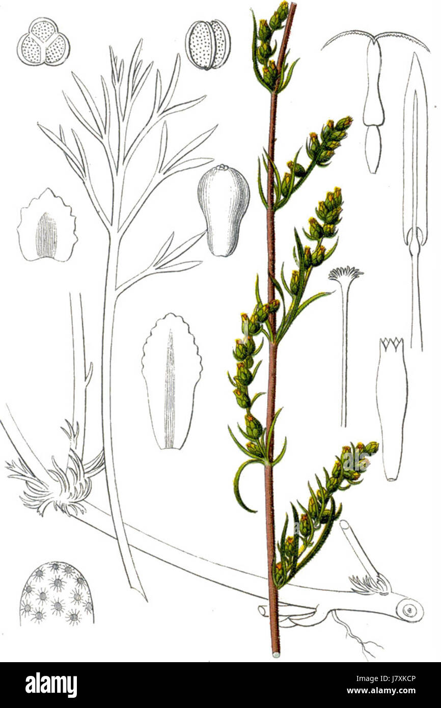 Artemisia campestris Sturm34 Stock Photo
