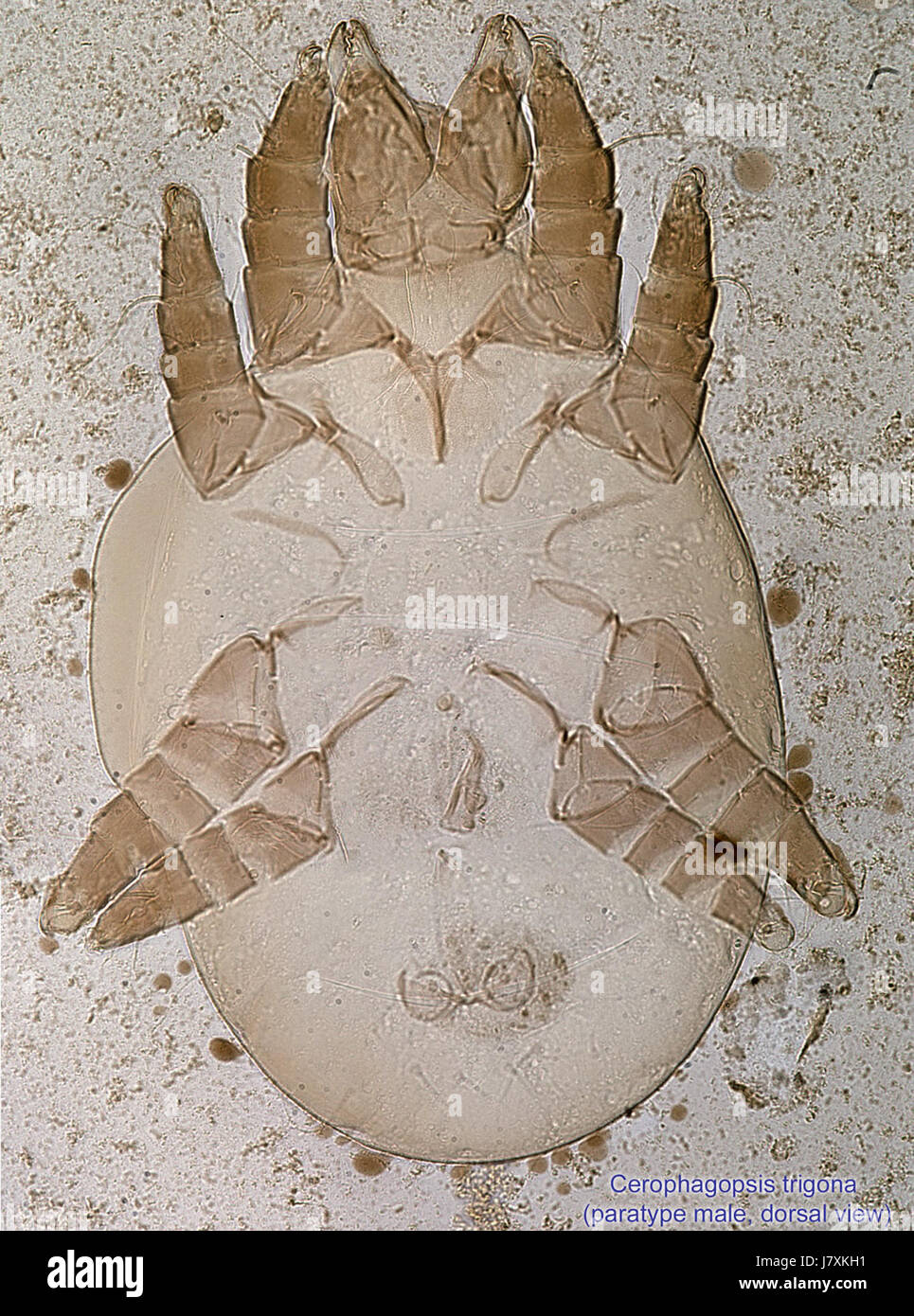 Paratype High Resolution Stock Photography and Images - Alamy