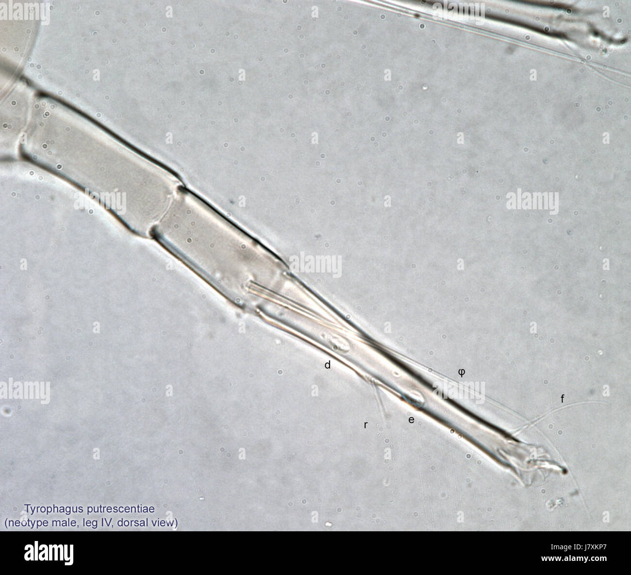 12 Tyrophagus putrescentiae male legIV dors neotype BMOC 08 1010 002 Stock Photo