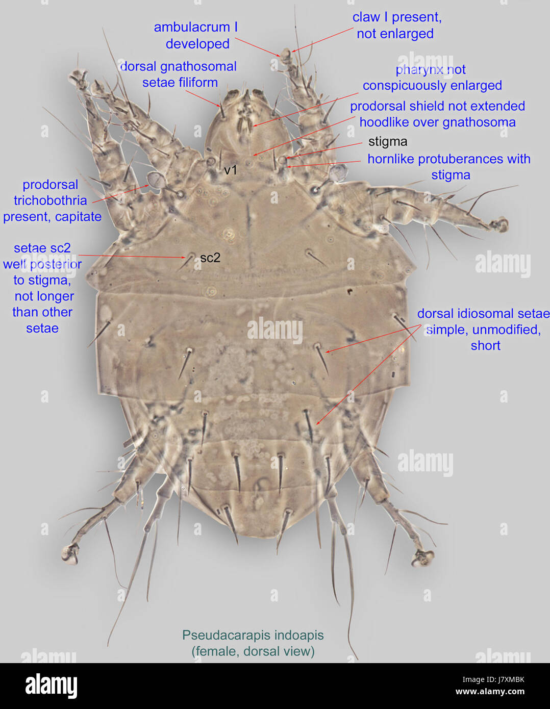 Paratype hi-res stock photography and images - Alamy
