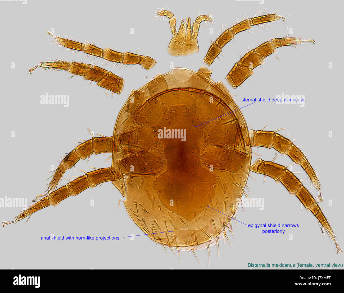 The 2 Bisternalis mexicanus female vent20x refers to a specimen of the ...
