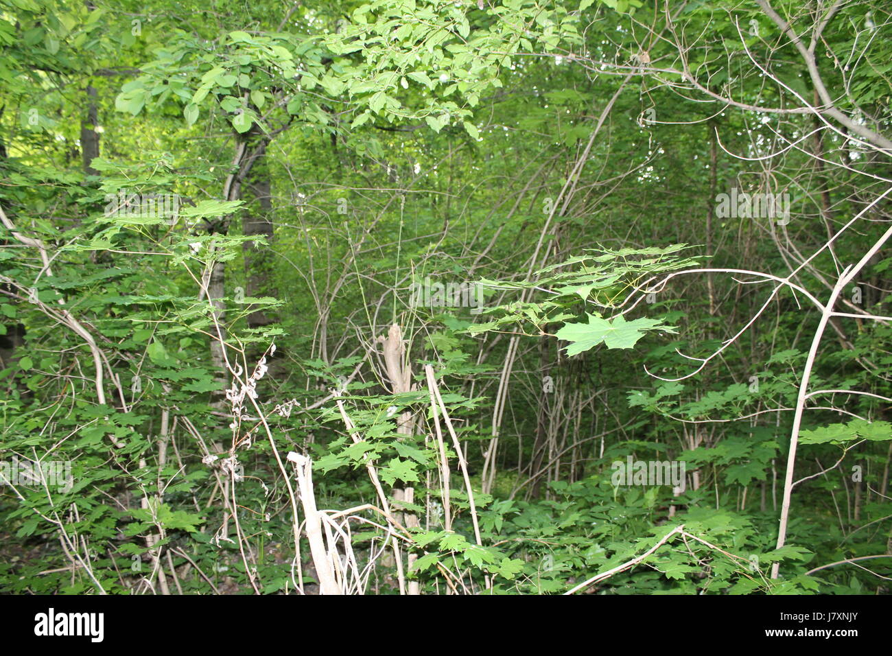 Foresttree hi-res stock photography and images - Alamy