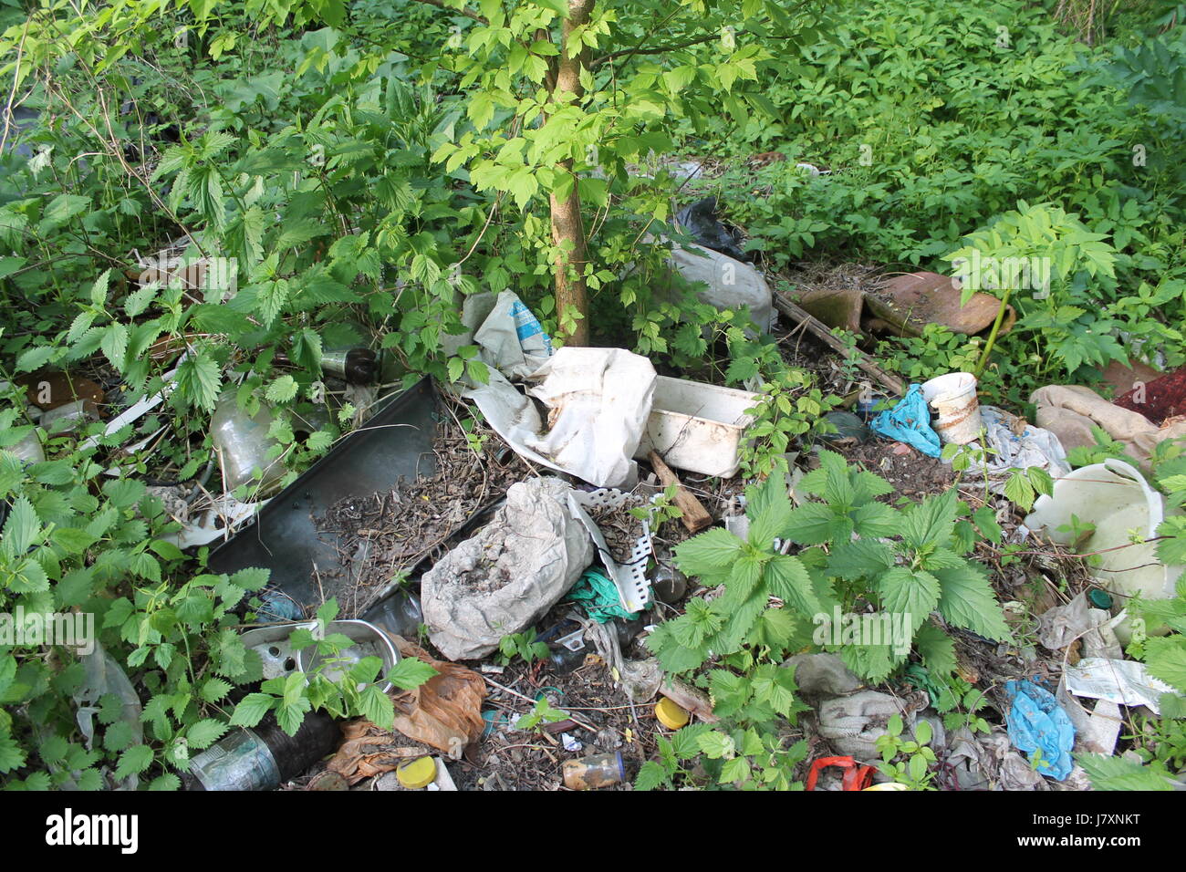 Environmental problem. Garbage dump in the forest Stock Photo - Alamy