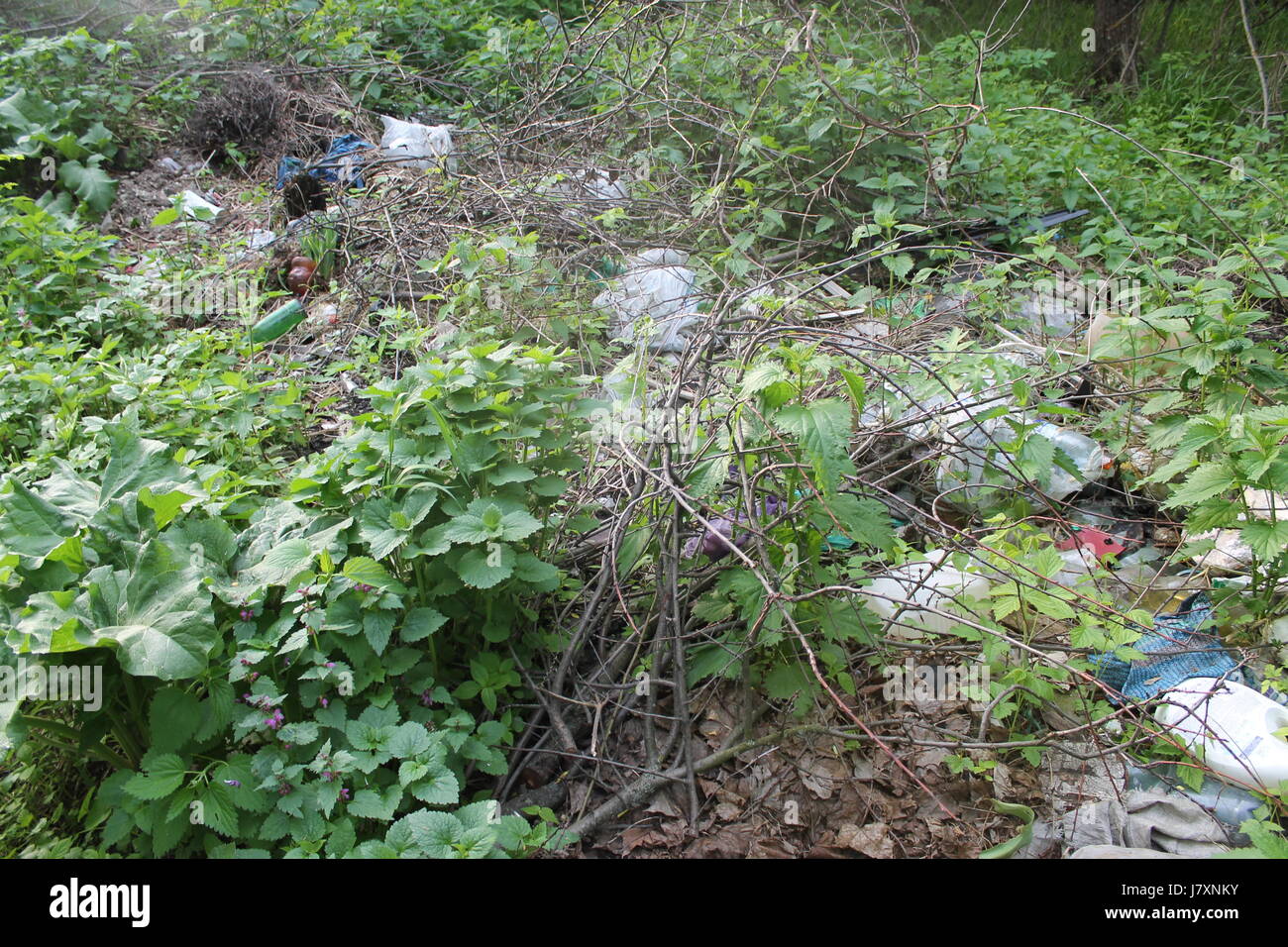 Environmental problem. Garbage dump in the forest Stock Photo - Alamy