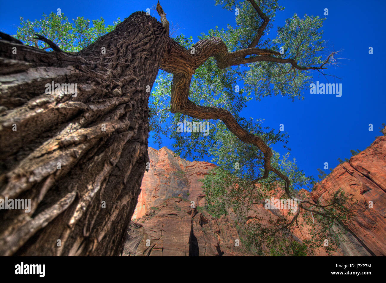This image features a massive cottonwood tree, likely one of the largest in its area, standing out for its size. The photograph showcases the immense height and structure of the cottonwood, emphasizing its natural grandeur. Stock Photo