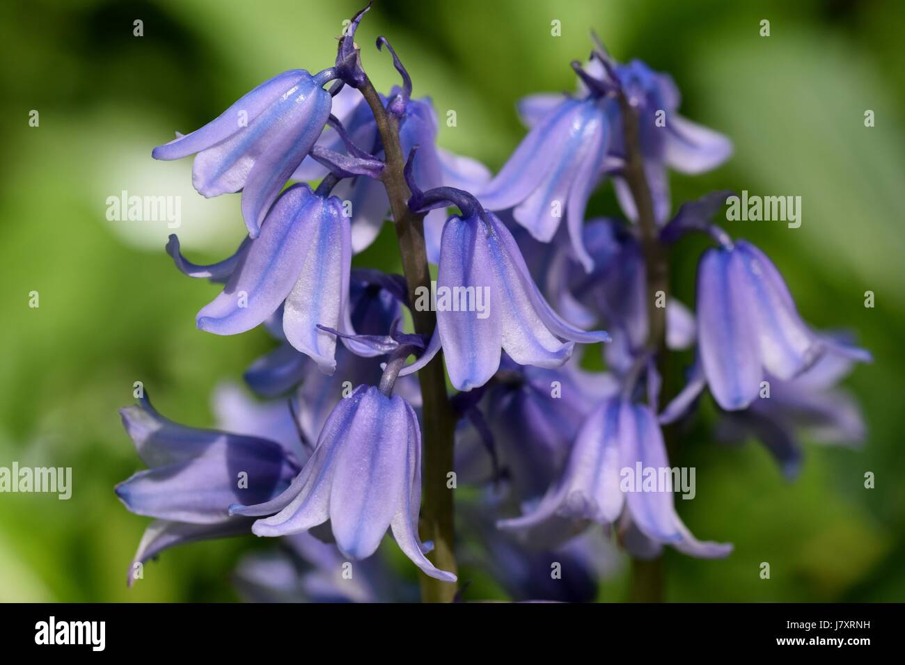 Macro shot on bunch of violet Hyacinth flowers with the lithle of bockeh green background Stock Photo