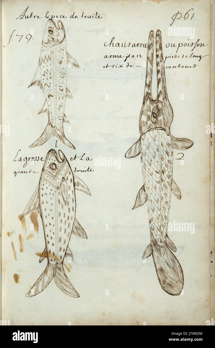 Codex canadensis, p. 61 Stock Photo