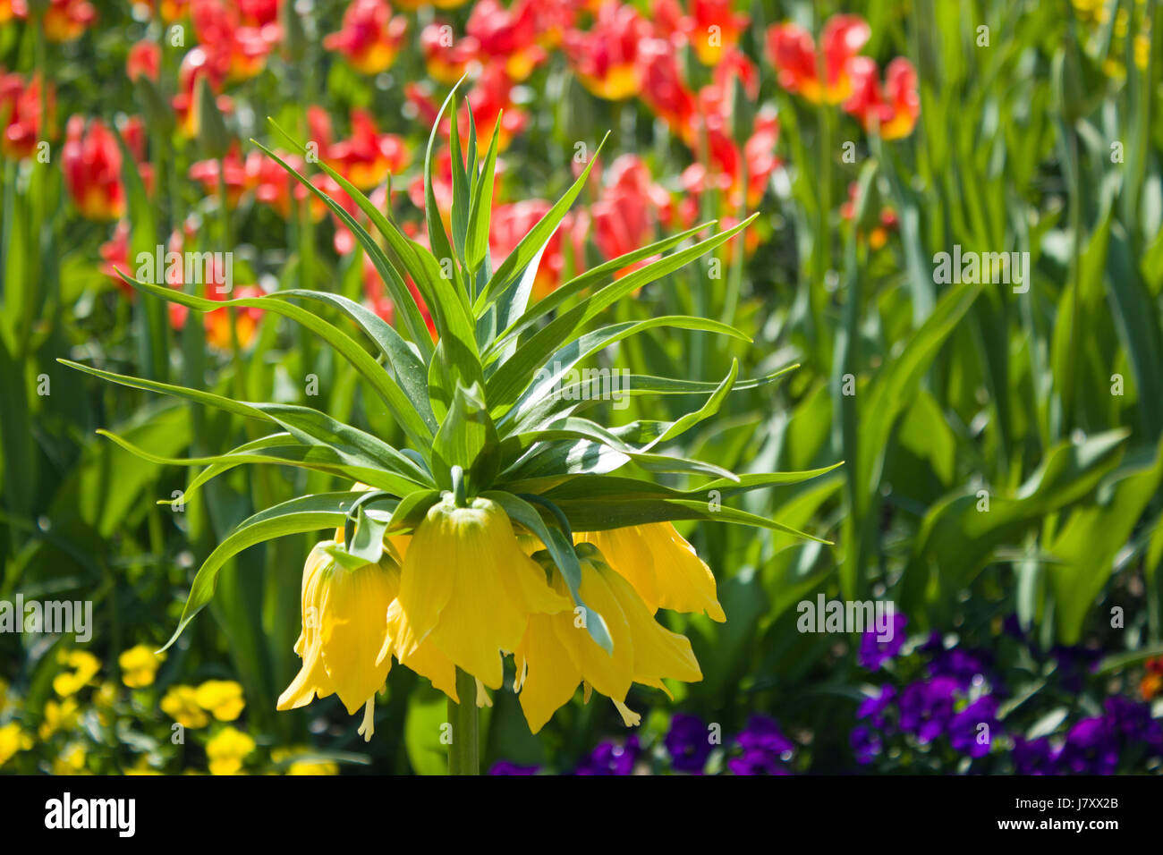 flower plant spring page sheet yellow glass chalice tumbler garden flower plant Stock Photo