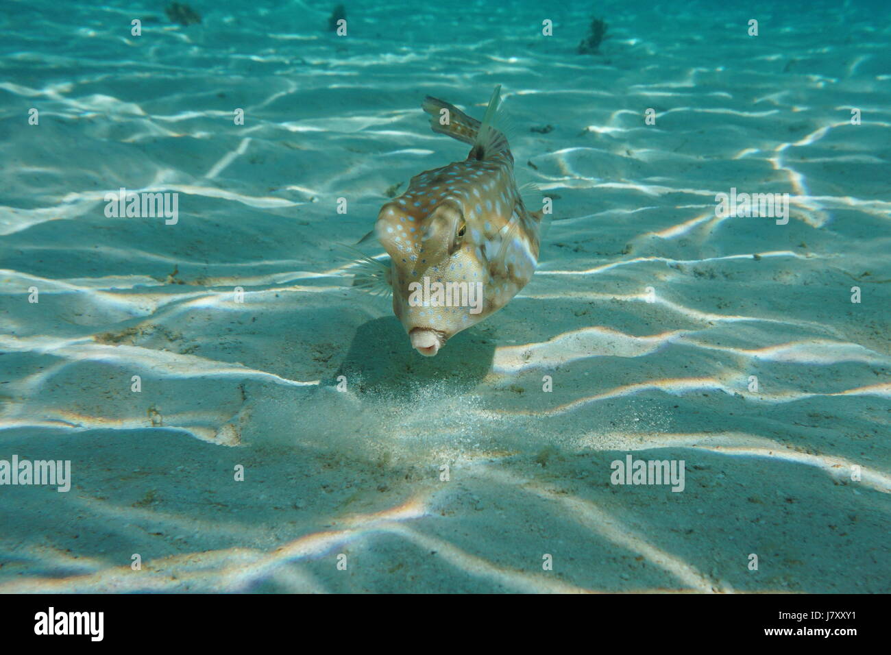 A tropical fish longhorn cowfish, Lactoria cornuta, underwater in the ...