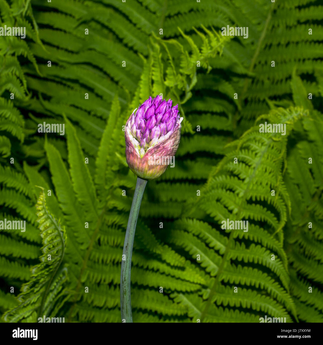 Bright purplish pink unopened Allium growing iamongst Swordferns Stock Photo