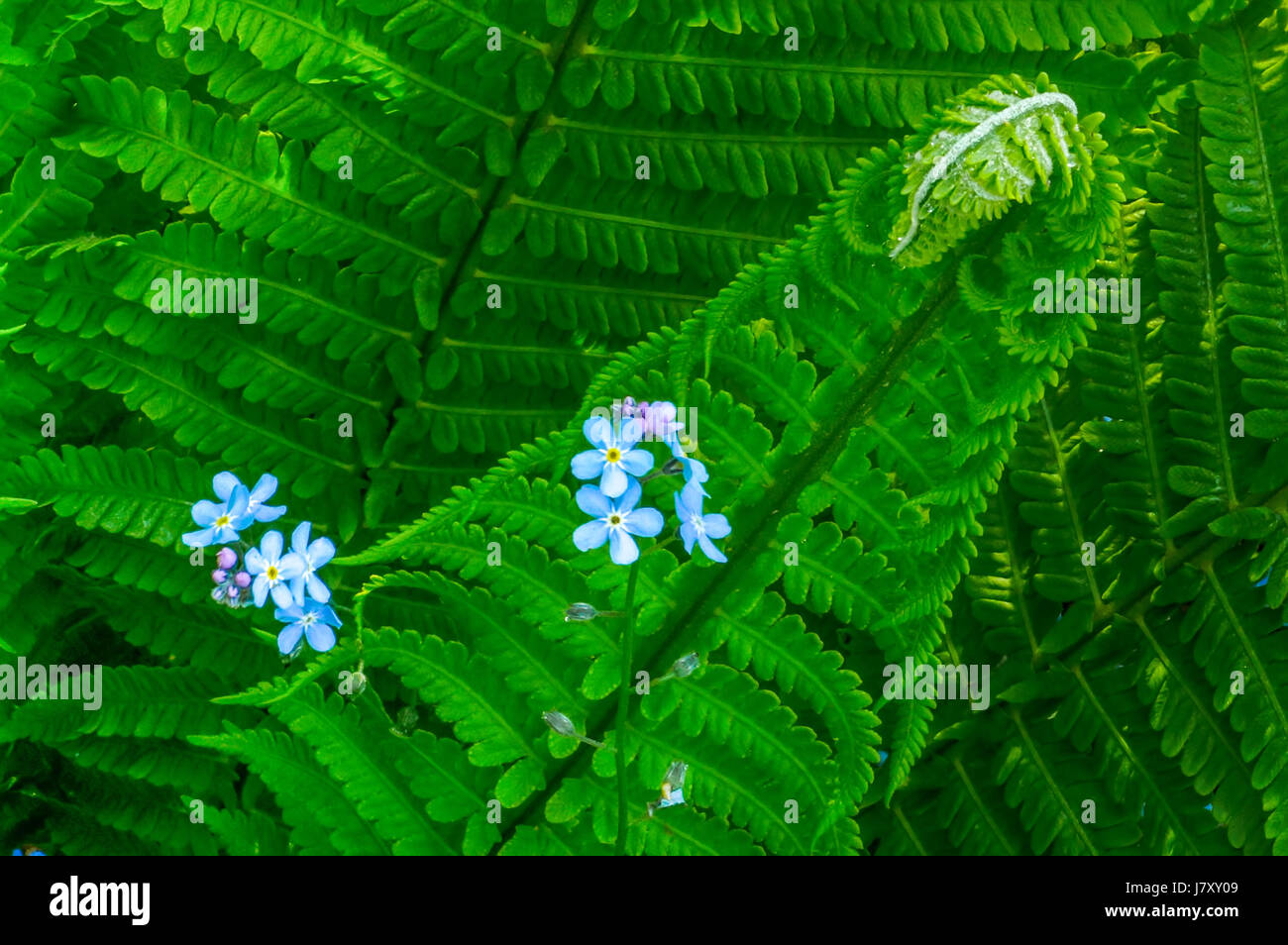 Foregt Me Not's nestled in a bed of Swordferns.  At the Rose Garden in Stanley Park Stock Photo