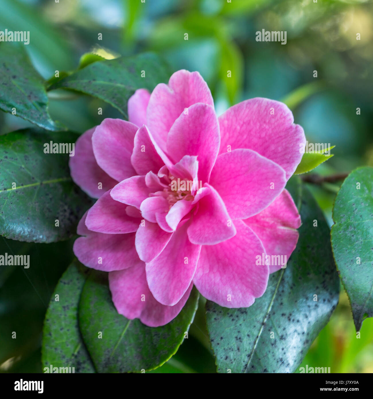 A very beautiful Japanese Camillia flower growing near the Rose Garden at Stanley Park in Vancouver BC Stock Photo