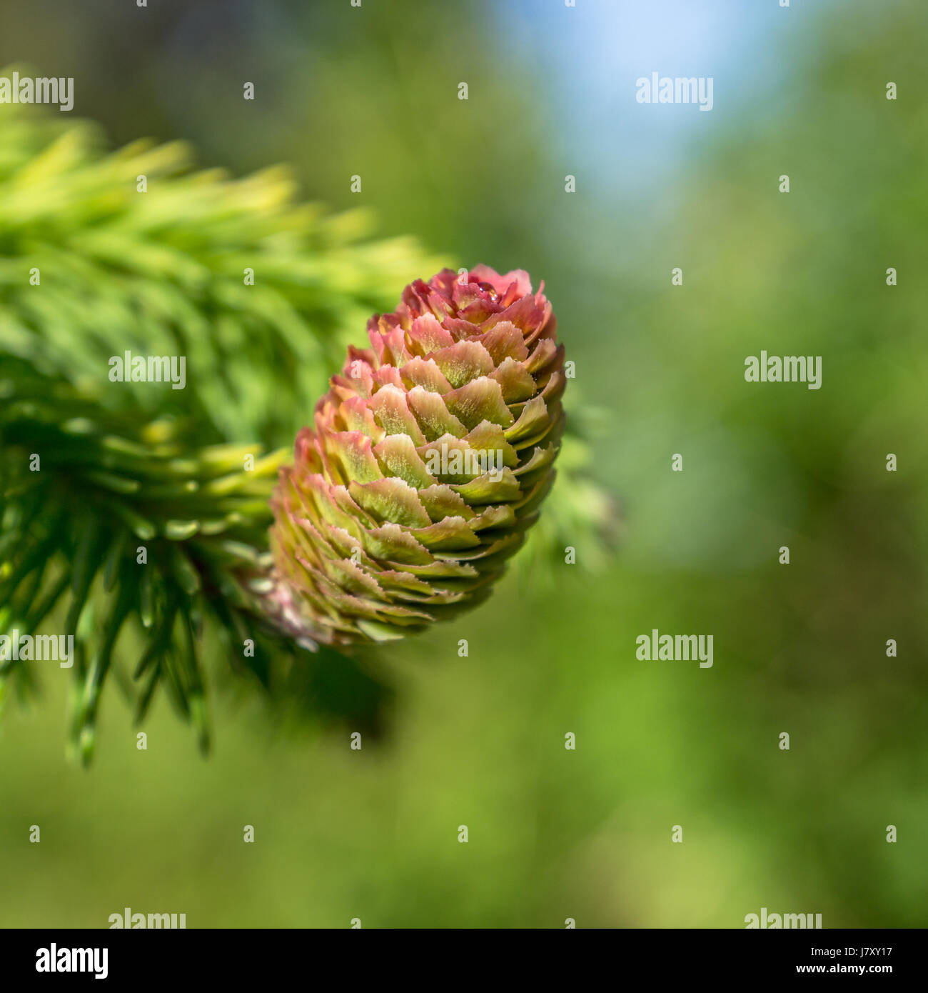 A slightl pinkish colored cone on a Norway Spruce in Stanley Park.<br><br>Thank you very much for viewing my work, and thank you VERY MUCH for over 1. Stock Photo
