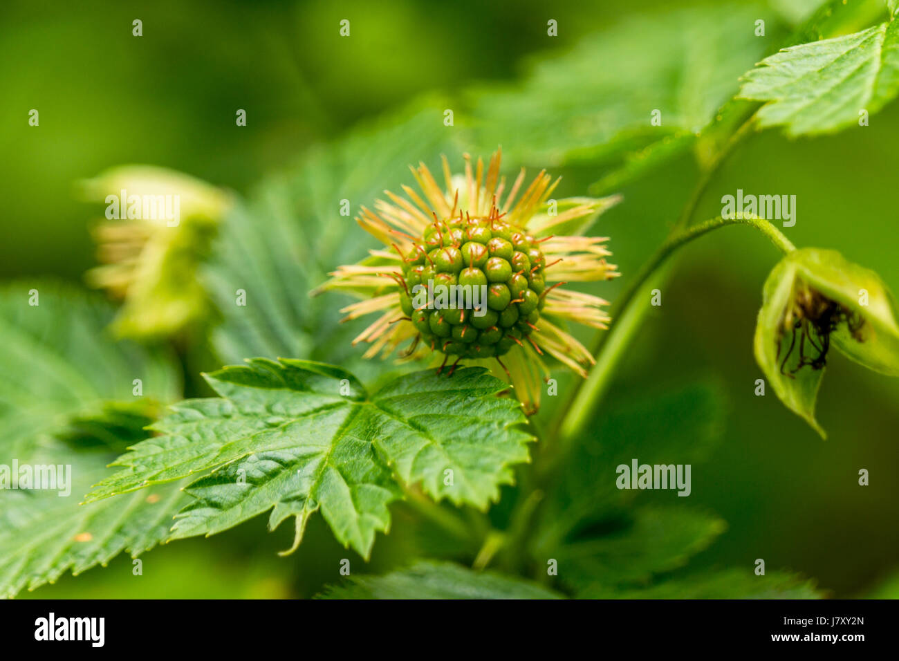 An undeveloped salmonberry growing near Beaver Lake in Stanley Park