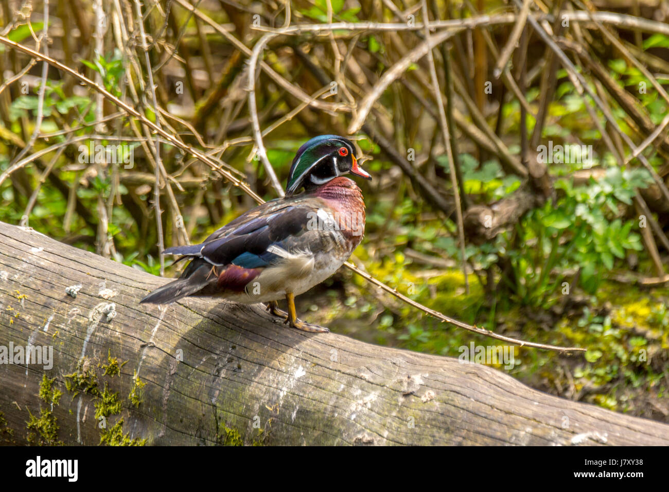 A male wood duck perched on a fallen tree in Stanley Park's Lost Lagoon.<br><br>Thank you very much for viewing my work, and thank you VERY MUCH for o Stock Photo