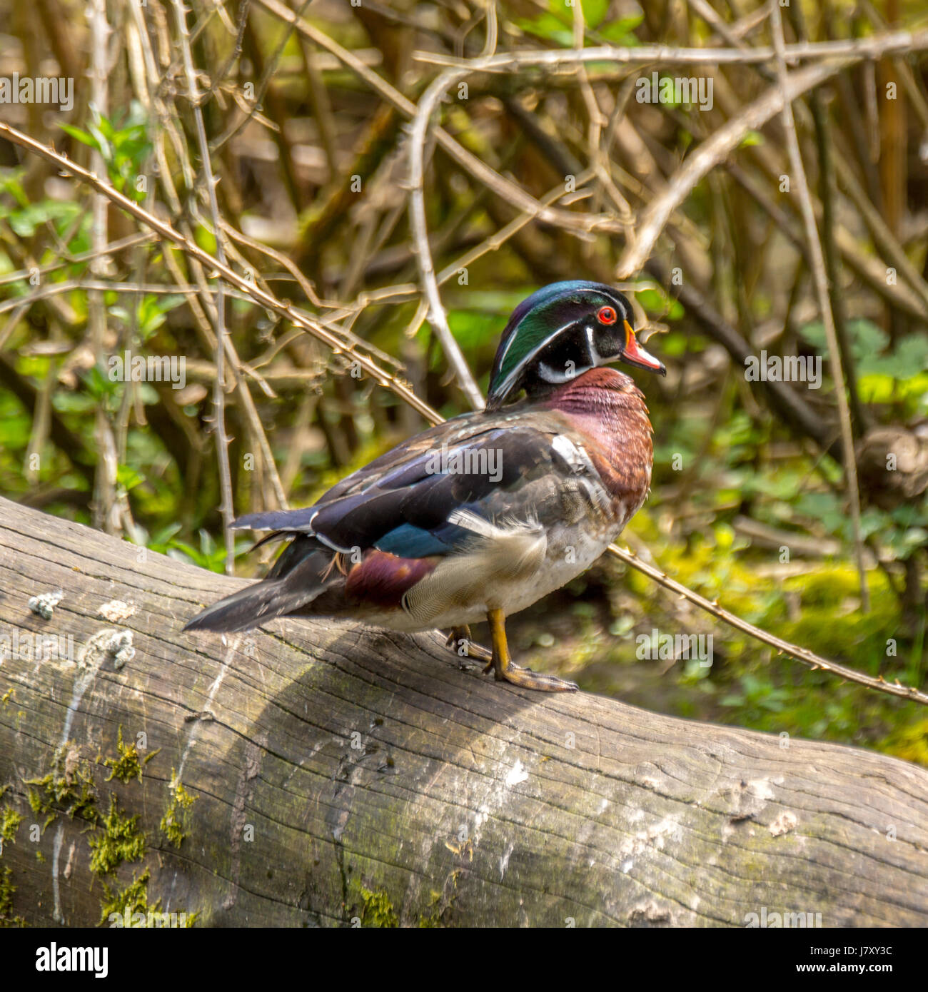 A male wood duck perched on a fallen tree in Stanley Park's Lost Lagoon. Stock Photo