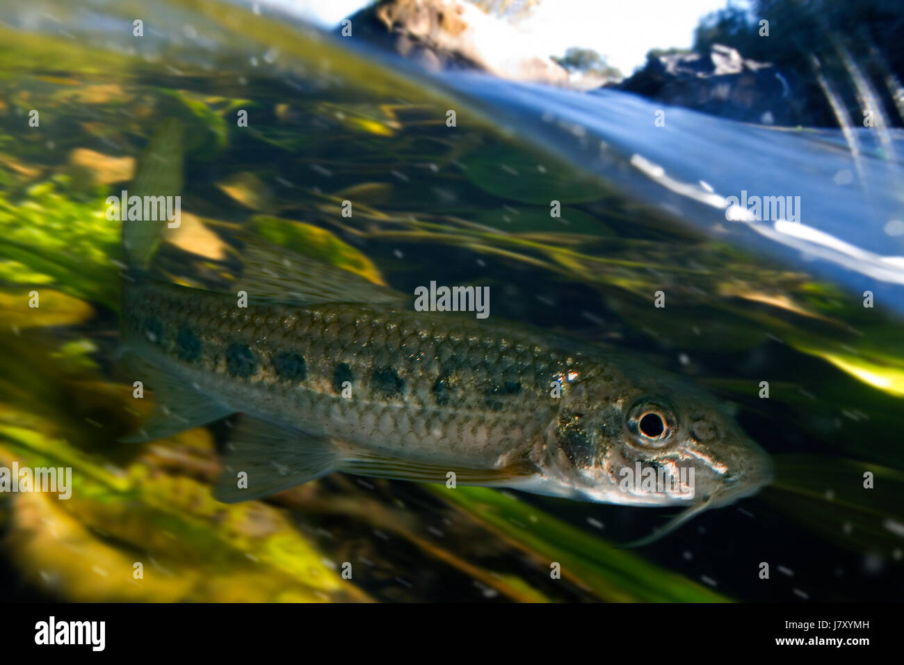 Underwater View Of Surface High Resolution Stock Photography and Images ...