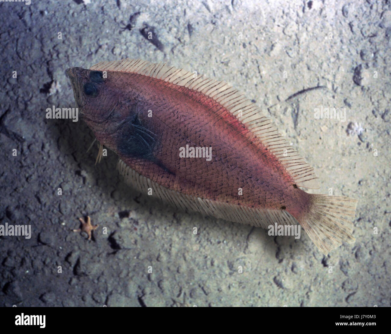 Atlantic Spotted Flounder High Resolution Stock Photography and Images