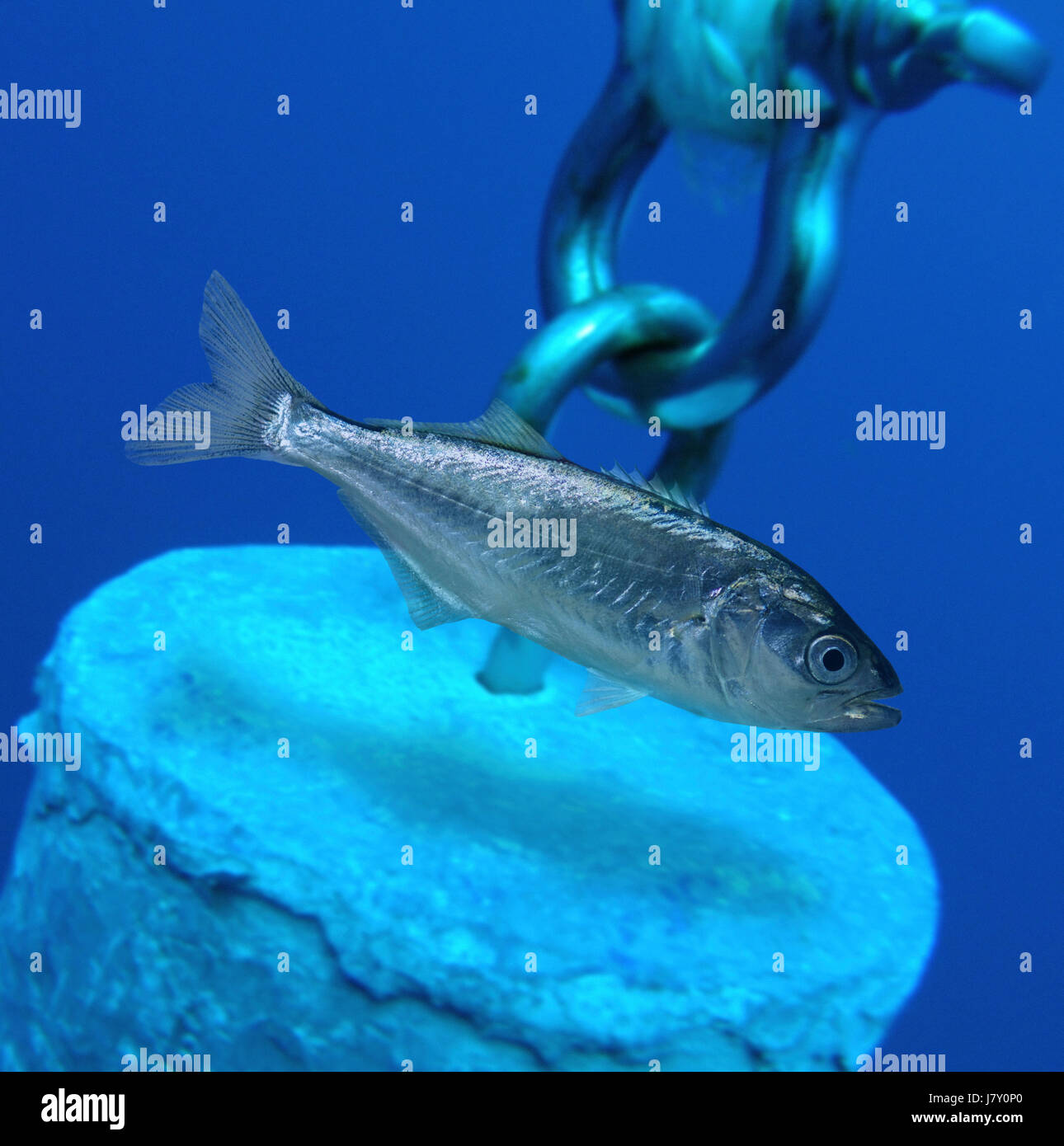 Ancho Fish High Resolution Stock Photography and Images Alamy