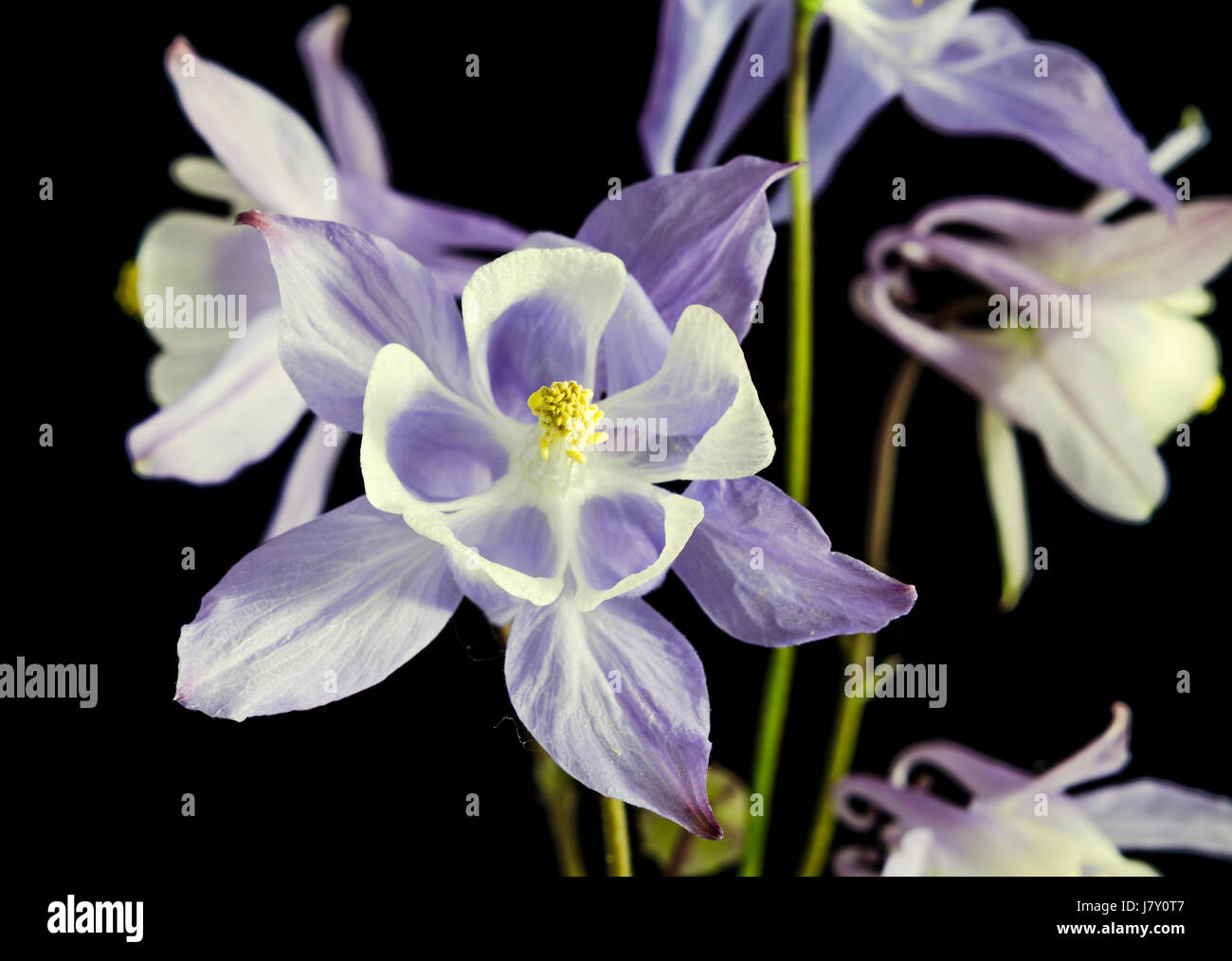 Aquilegia (columbine) flabellata, common name Fan Columbine, Dwarf Columbine, Caldarusa, family Ranunculaceae. Isolated, close up Stock Photo