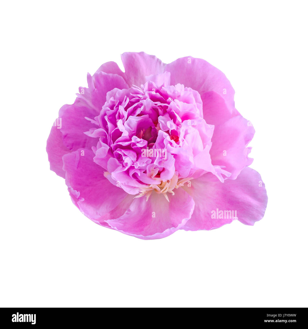 Pink peony flower, genus Paeonia, family Paeoniaceae, close up, isolated. Stock Photo