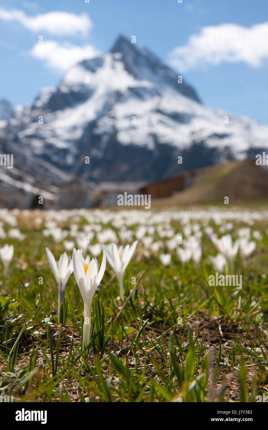 alps spring crocuses flower meadow april mountain march blue colour garden Stock Photo