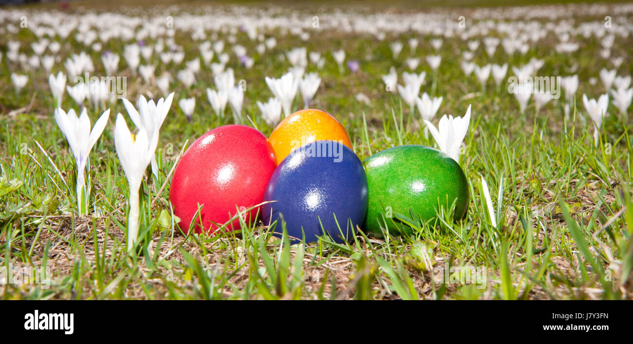 easter spring crocuses flower meadow party celebration eggs season april blue Stock Photo