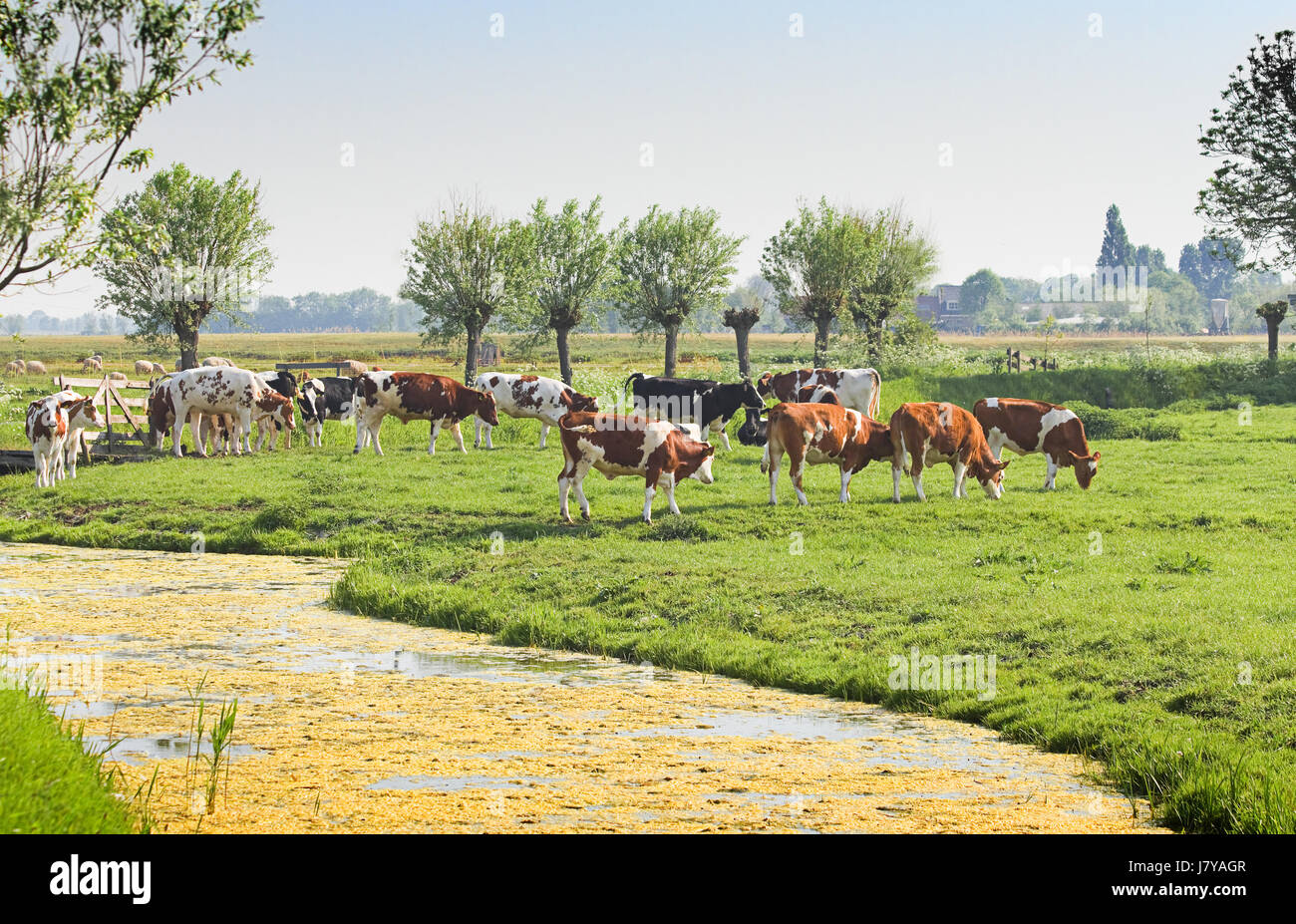 agriculture farming holland netherlands cows country dutch farmland