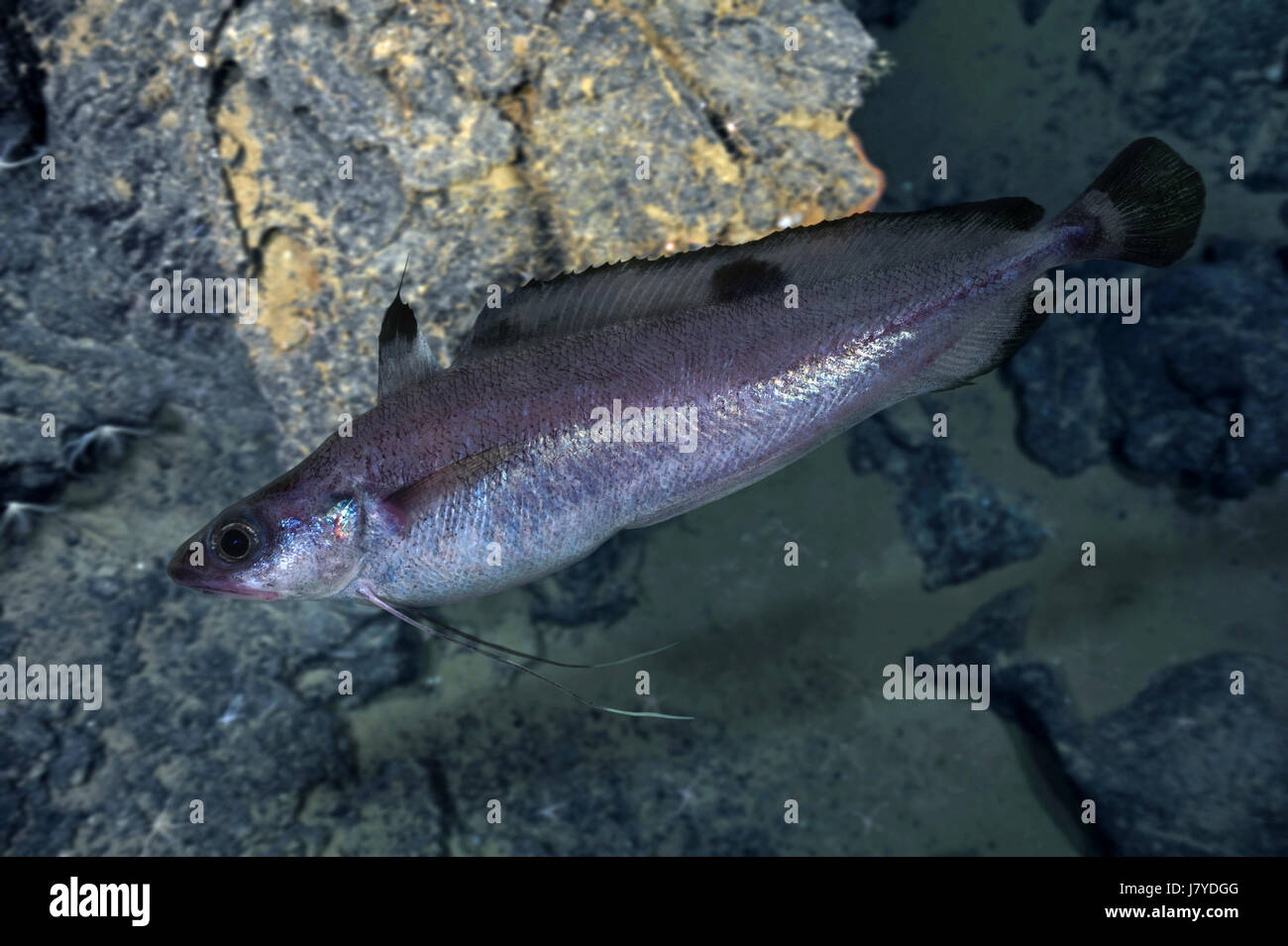 Forkbeard Fish High Resolution Stock Photography and Images Alamy