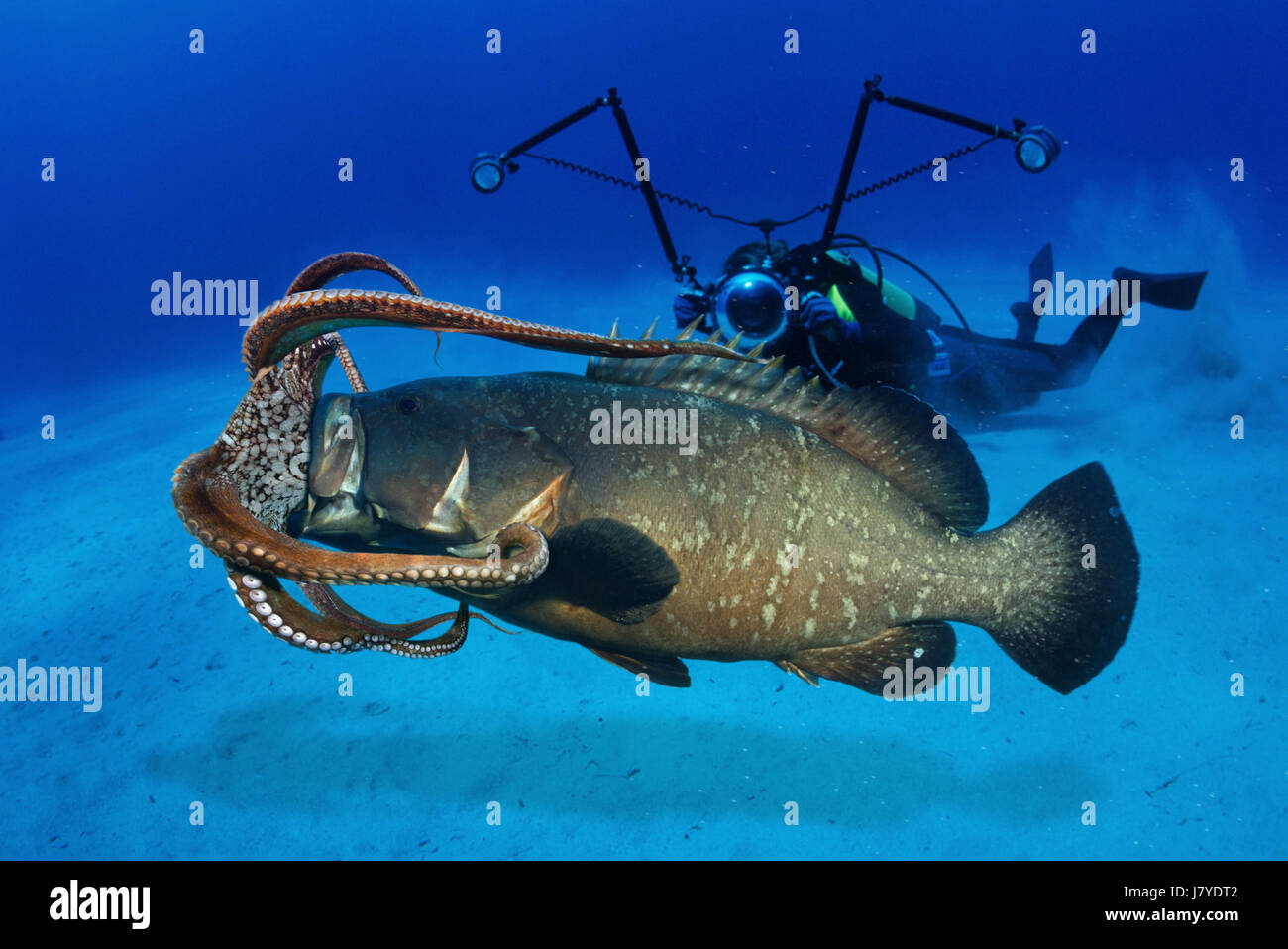 Eating grouper Clearance