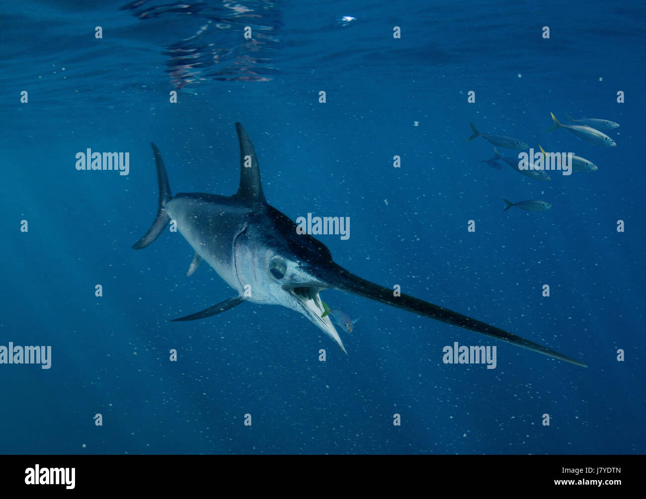 Swordfish Hunting Stock Photos & Swordfish Hunting Stock Images Alamy