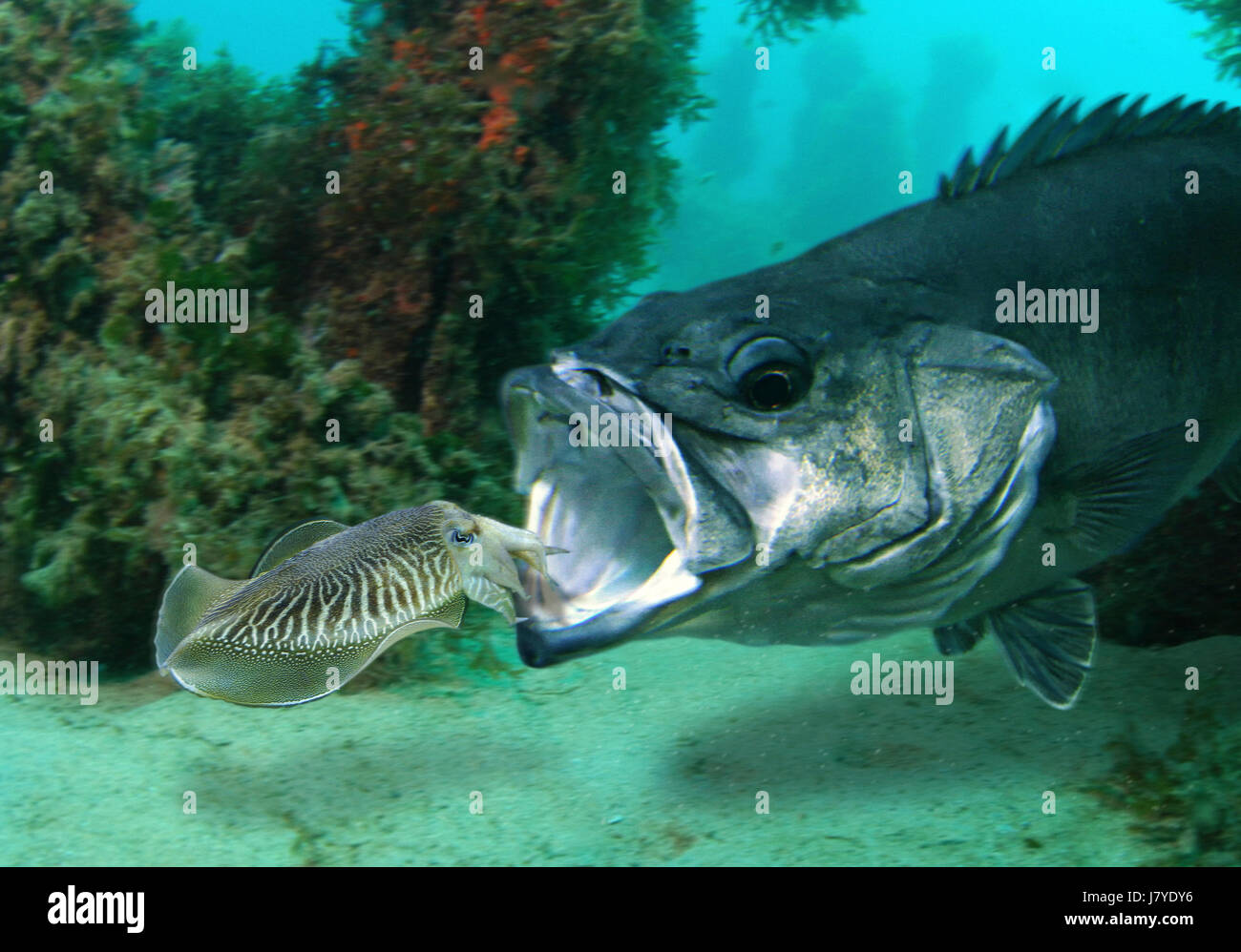 Wreckfish Stock Photos & Wreckfish Stock Images Alamy