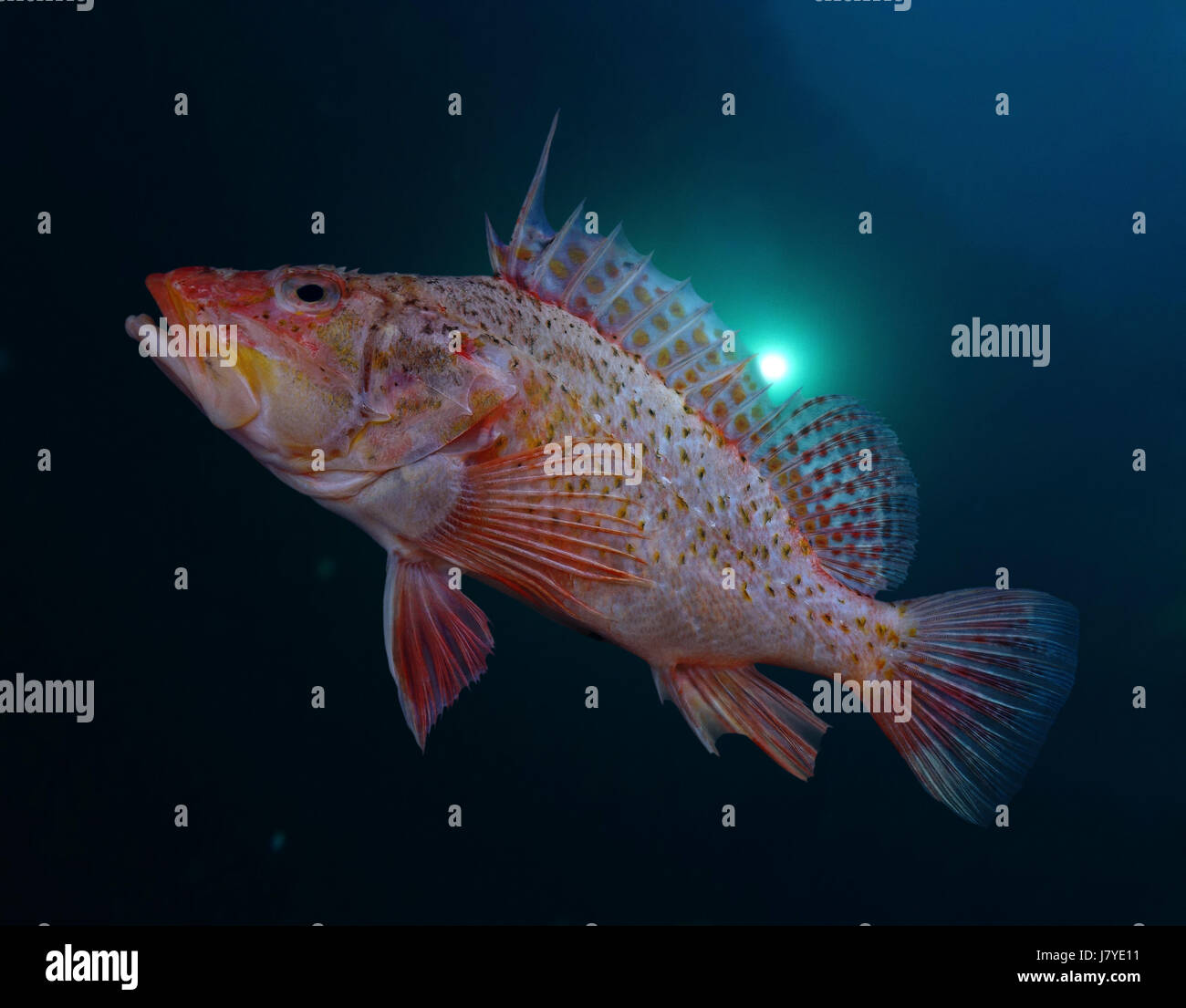 Offshore Fish High Resolution Stock Photography and Images Alamy