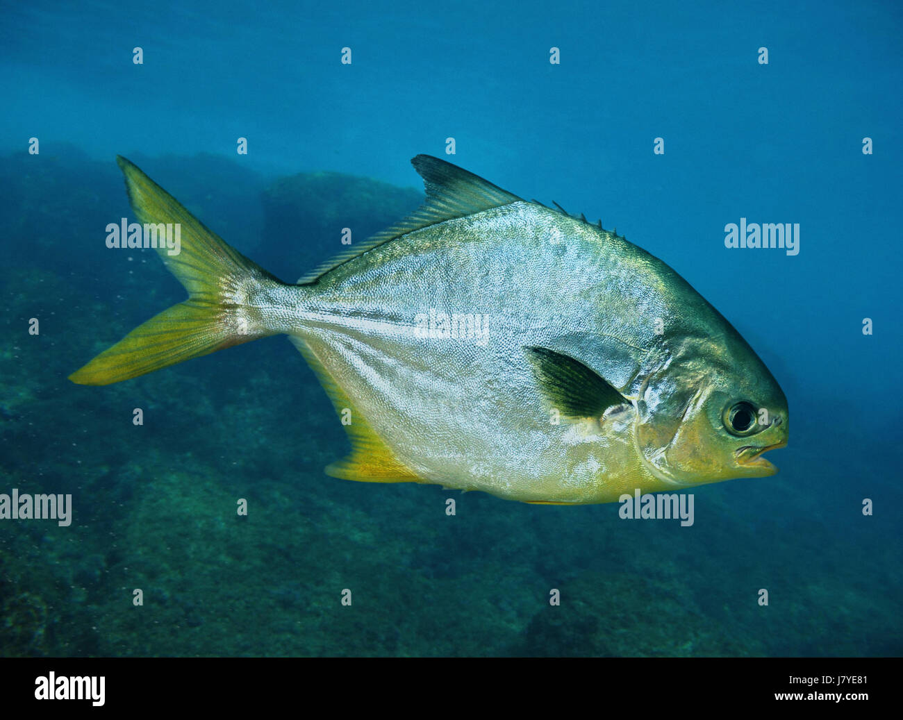 Pompano Fish Stock Photos & Pompano Fish Stock Images Alamy