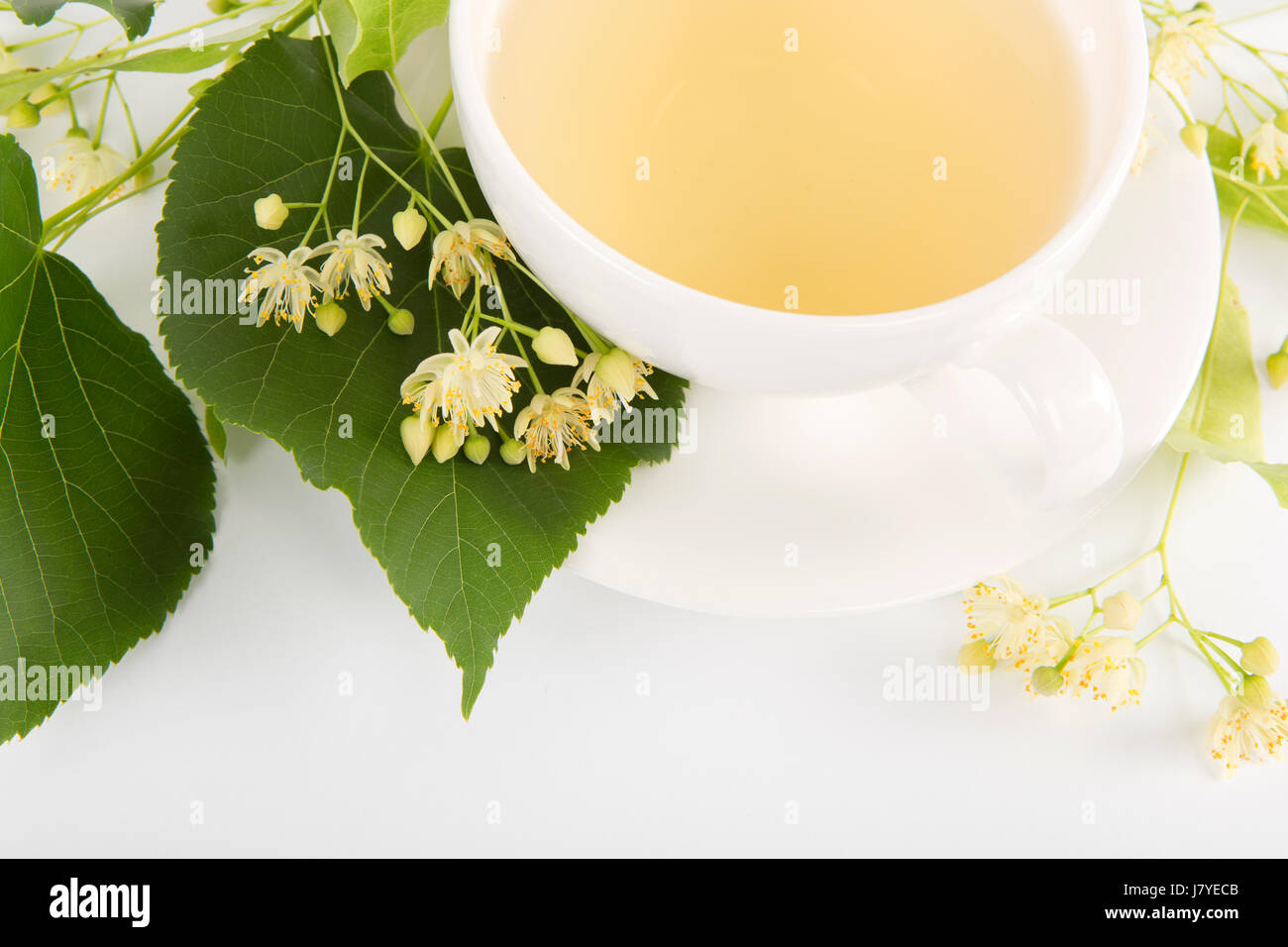 Studio shot of hot linden tea in a fine white porcelain cup on a wooden tabletop. Large-leaved Linden, Tilia platyphyllos. Stock Photo