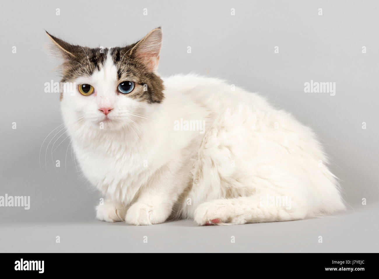 Pedigree cat Cymric (Felis silvestris catus) with iris heterochromia (Heterochromia iridis), Odd Eye, age 1 year, color white Stock Photo