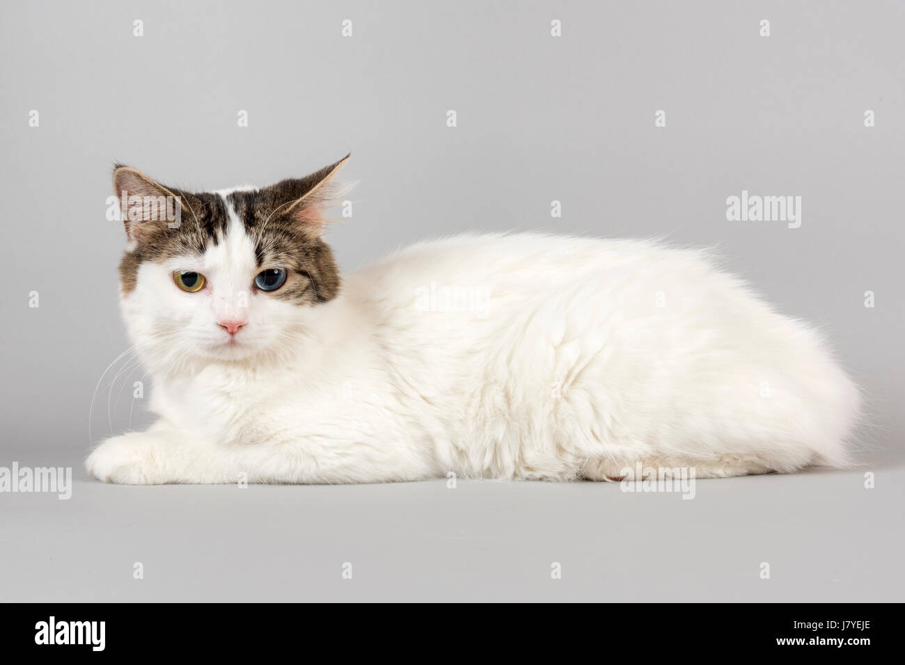 Pedigree cat Cymric (Felis silvestris catus) with Iris heterochromia (Heterochromia iridis), Odd Eye, age 1 year, color white Stock Photo