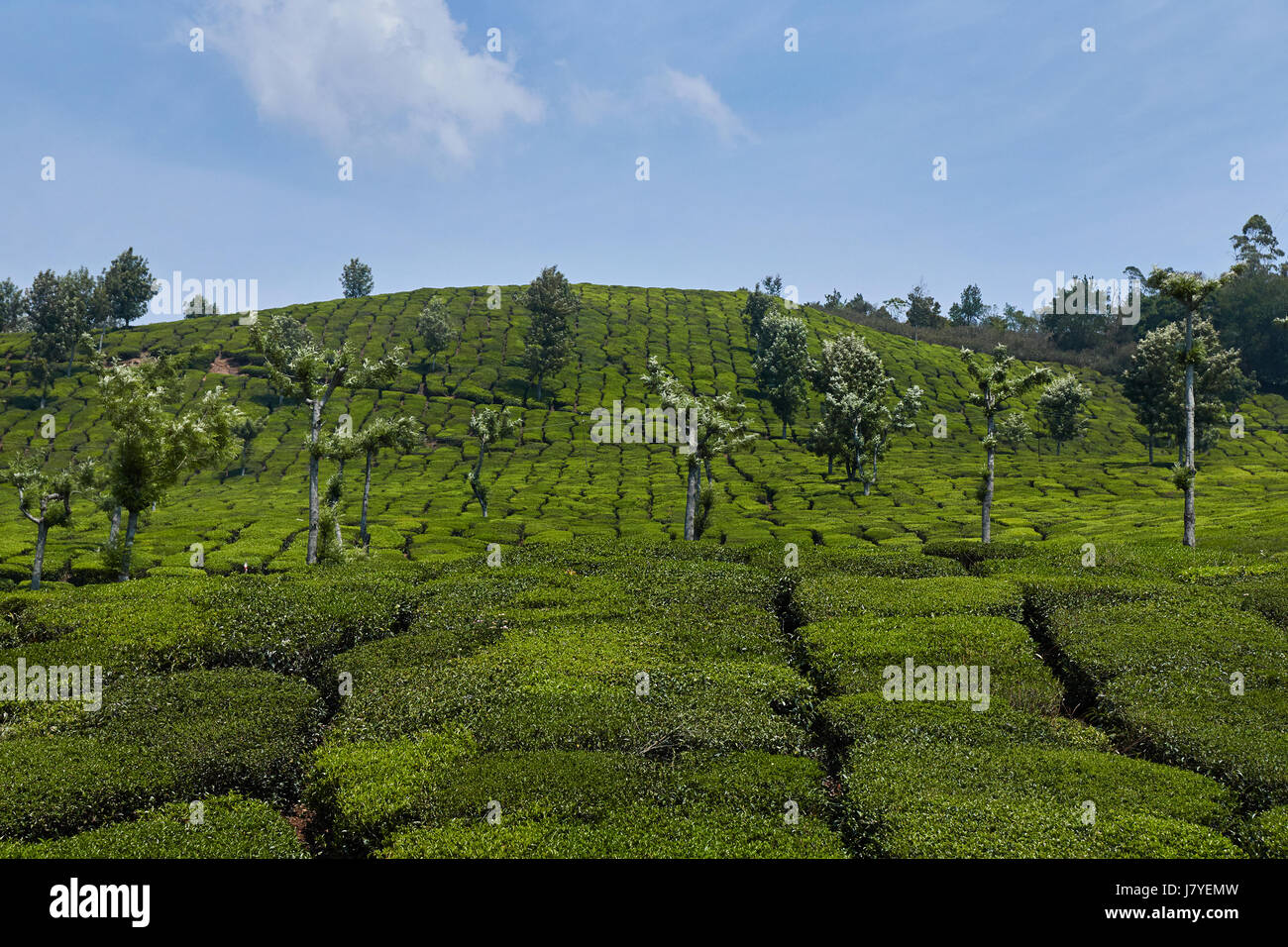 Tea plantations in Munnar, Kerala, South India. Munnar is situated at around 1,600 metres above sea level in the Western Ghats range of mountains. Stock Photo