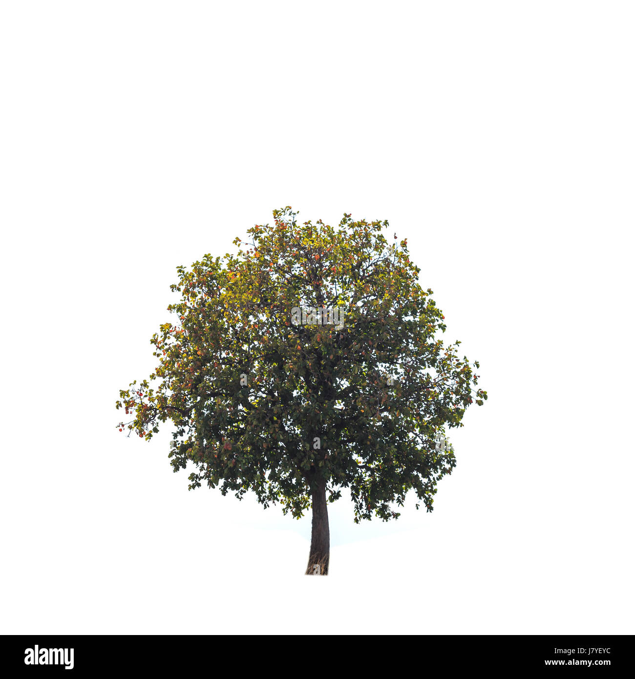 A High Tree Big and high tree on the hill isolated on white background Stock Photo ...