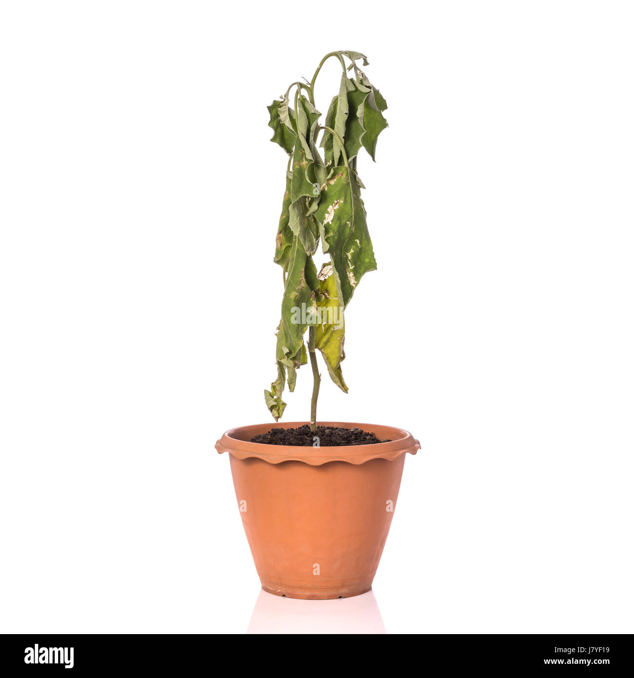 eucalyptus potted plant 3 Pack Mini Potted Fake Plants Artificial Plastic Eucalyptus Plants –  Fancyfix Home Decor