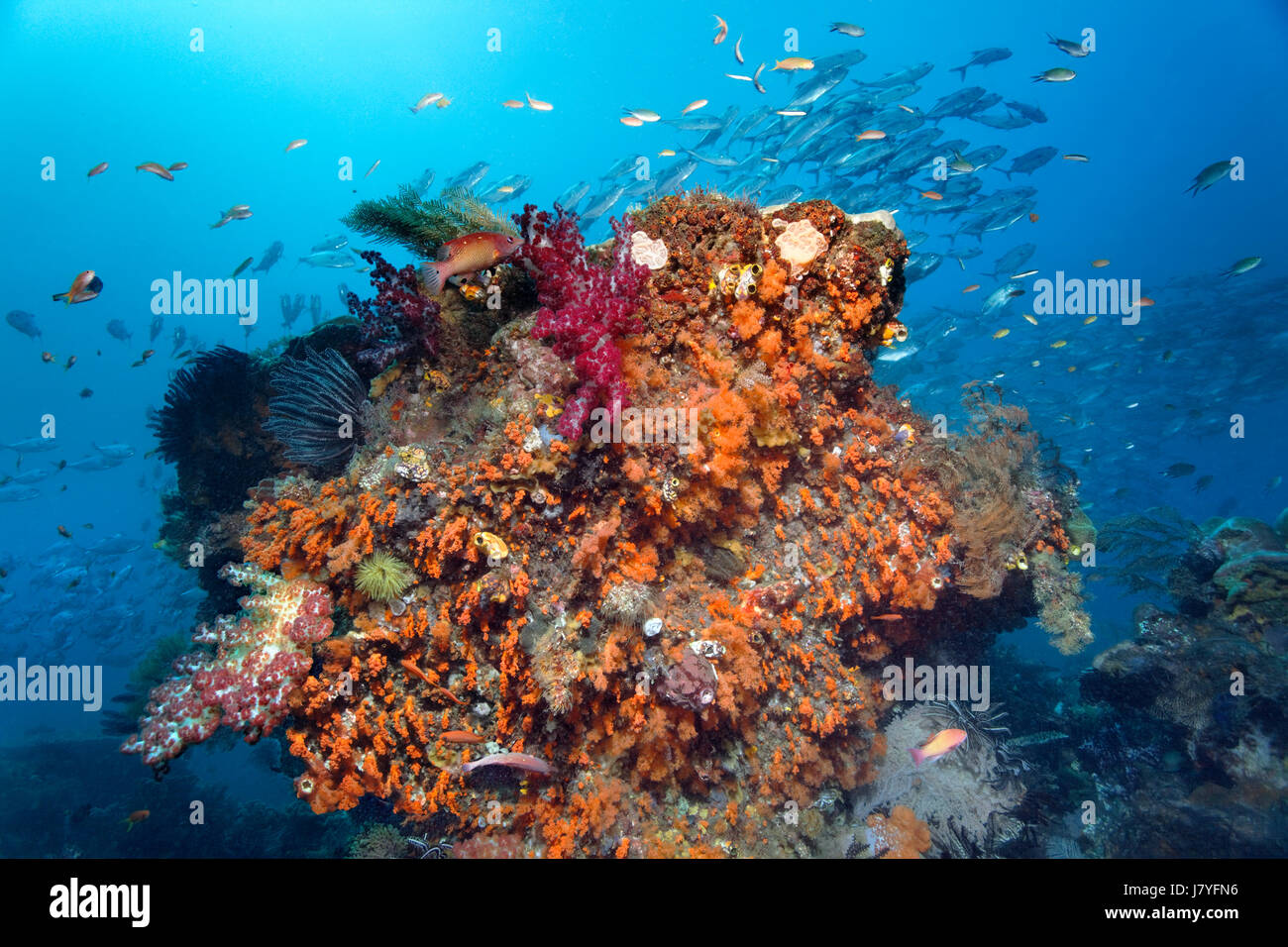 Underwater landscape with coral block densely covered with different soft corals, at back swarm bigeye trevallies (Caranx Stock Photo